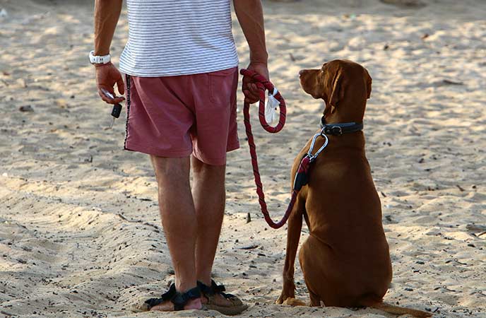 leashed dog sitting on beach sand near owner